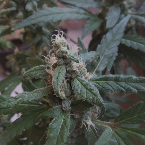 Primeira Prenseed growlog timeline photo