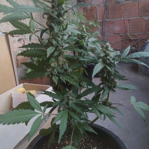 Primeira Prenseed growlog timeline photo