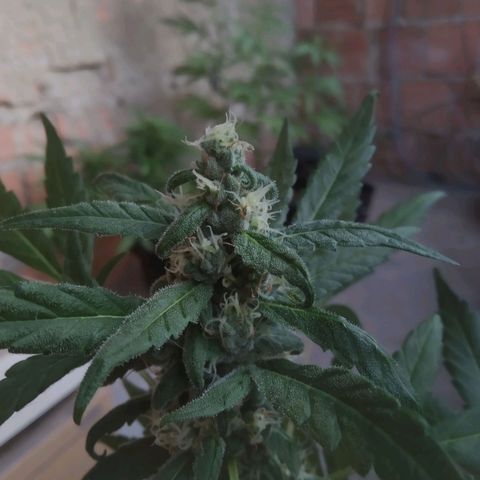 Primeira Prenseed growlog timeline photo