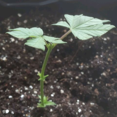 Prenseed clone 01 growlog timeline photo