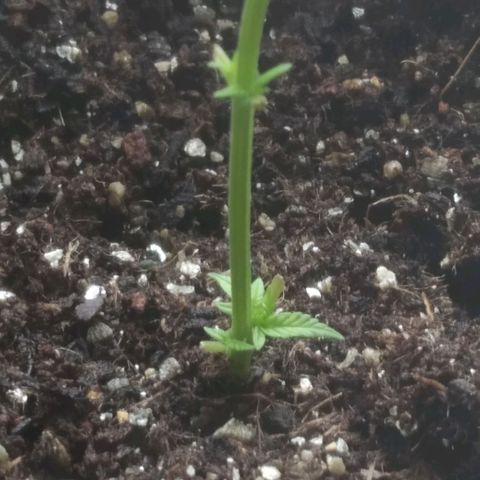 Prenseed clone 01 growlog timeline photo
