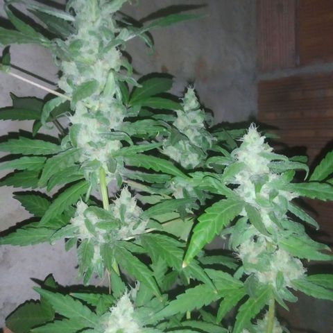 Primeira Prenseed growlog timeline photo