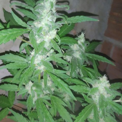 Primeira Prenseed growlog timeline photo