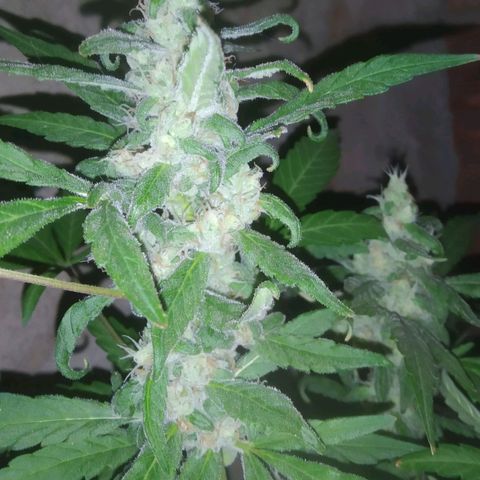 Primeira Prenseed growlog timeline photo