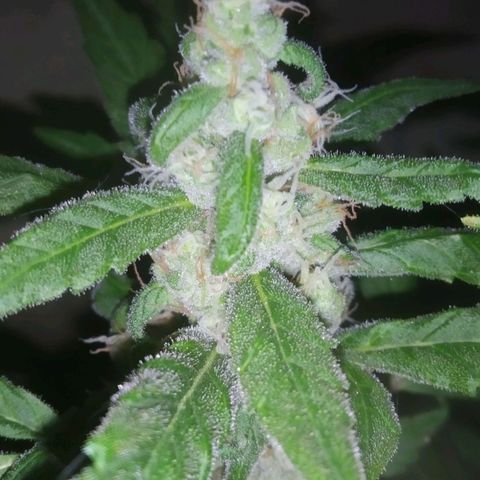 Primeira Prenseed growlog timeline photo
