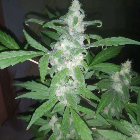 Primeira Prenseed growlog timeline photo