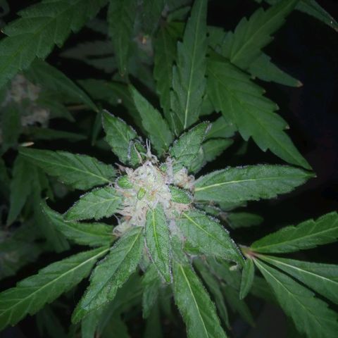 Primeira Prenseed growlog timeline photo
