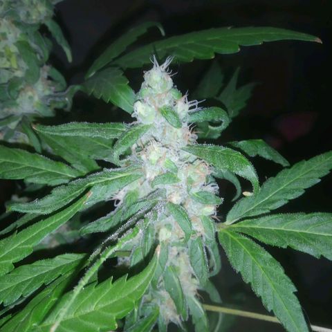 Primeira Prenseed growlog timeline photo