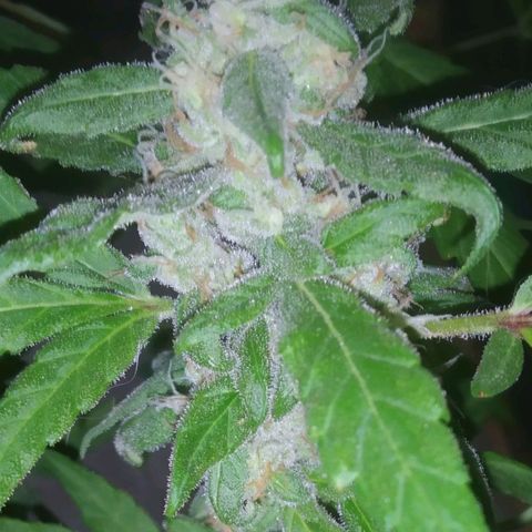 Primeira Prenseed growlog timeline photo