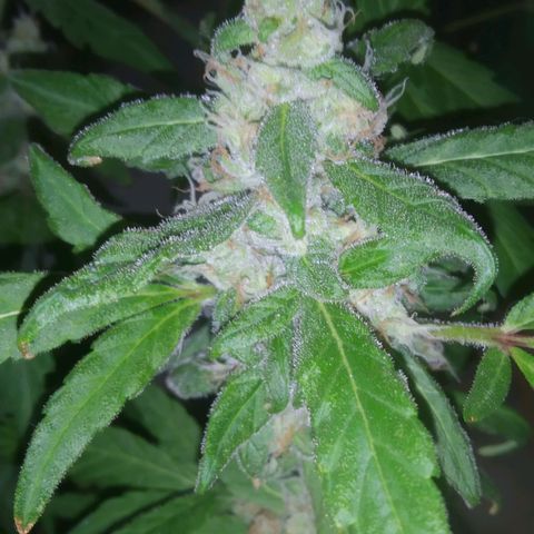 Primeira Prenseed growlog timeline photo