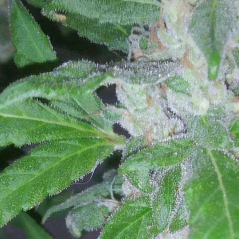 Primeira Prenseed growlog timeline photo