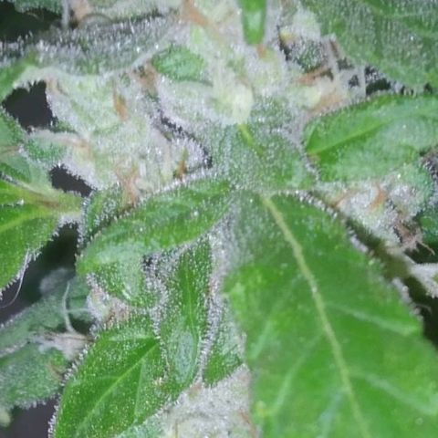 Primeira Prenseed growlog timeline photo