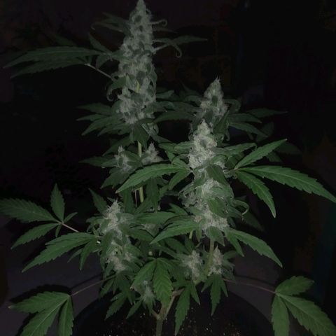 Primeira Prenseed growlog timeline photo