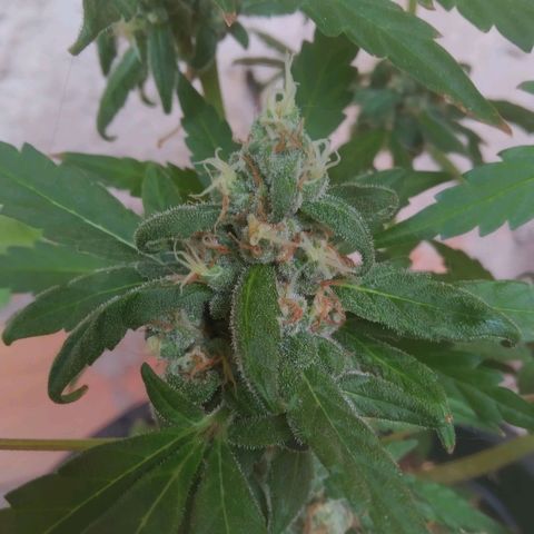 Primeira Prenseed growlog timeline photo