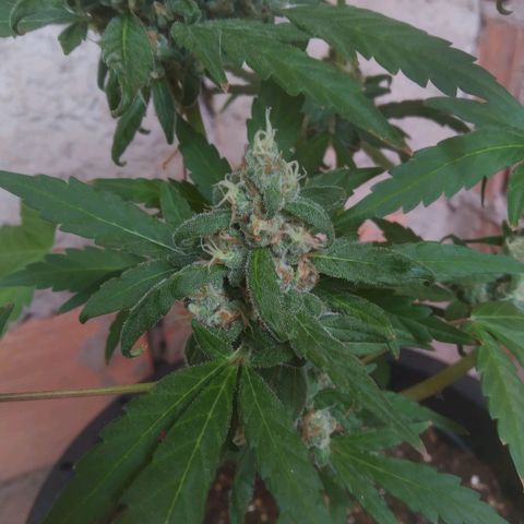 Primeira Prenseed growlog timeline photo