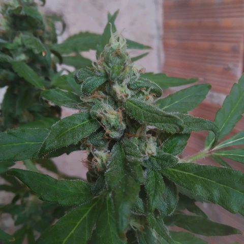Primeira Prenseed growlog timeline photo