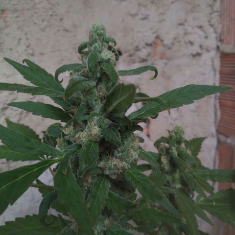 Primeira Prenseed growlog timeline photo