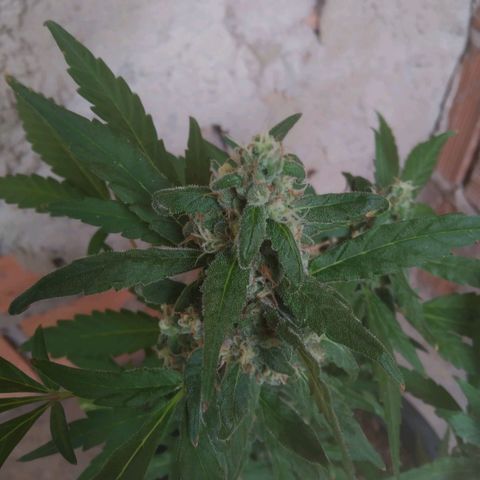 Primeira Prenseed growlog timeline photo