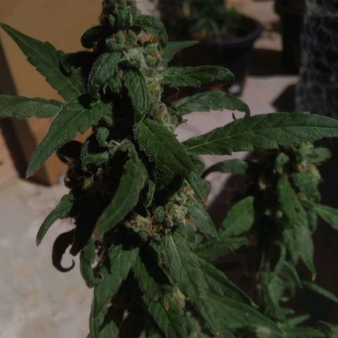 Primeira Prenseed growlog timeline photo