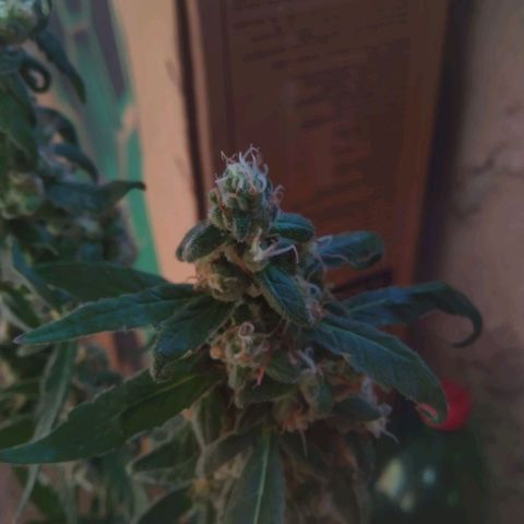 Primeira Prenseed growlog timeline photo