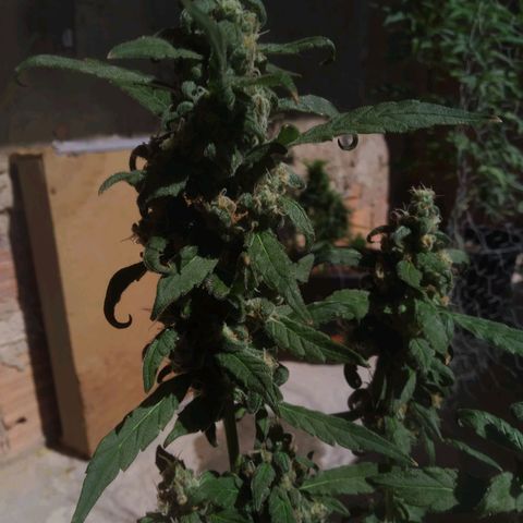 Primeira Prenseed growlog timeline photo