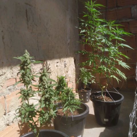 Primeira Prenseed growlog timeline photo
