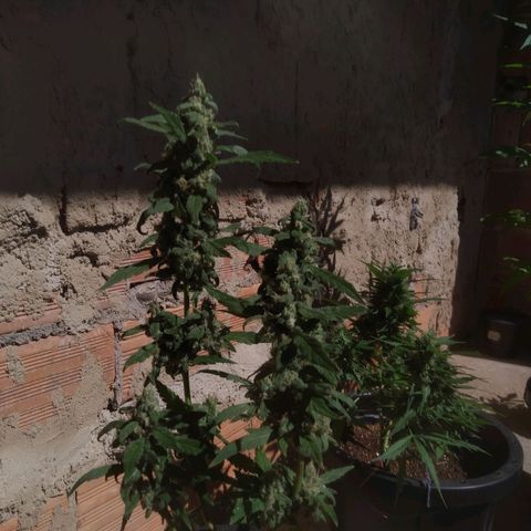 Primeira Prenseed growlog timeline photo
