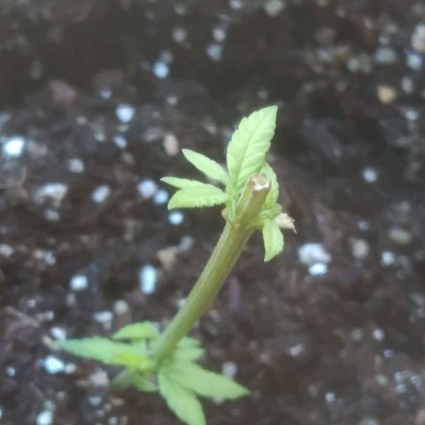 Prenseed clone 01 growlog photo: Gato comeu o primeiro broto + folhas 