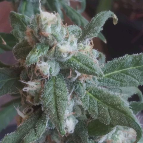 Primeira Prenseed growlog timeline photo