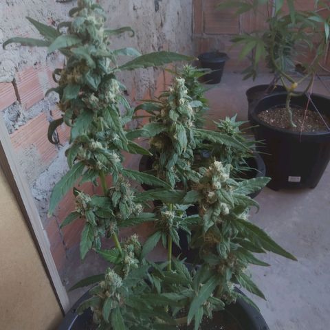 Primeira Prenseed growlog timeline photo