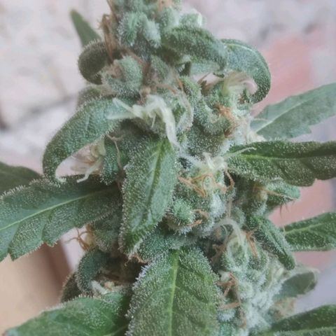 Primeira Prenseed growlog timeline photo