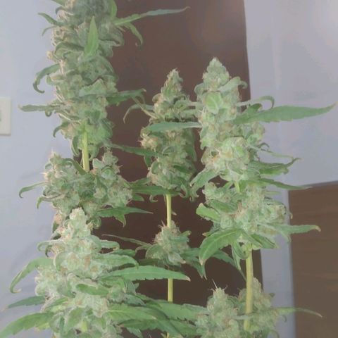 Primeira Prenseed growlog timeline photo