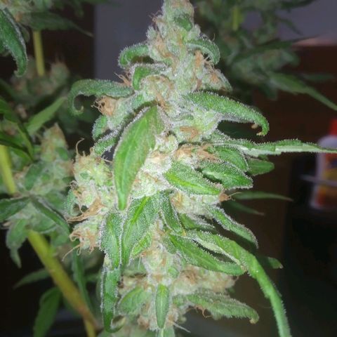 Primeira Prenseed growlog timeline photo