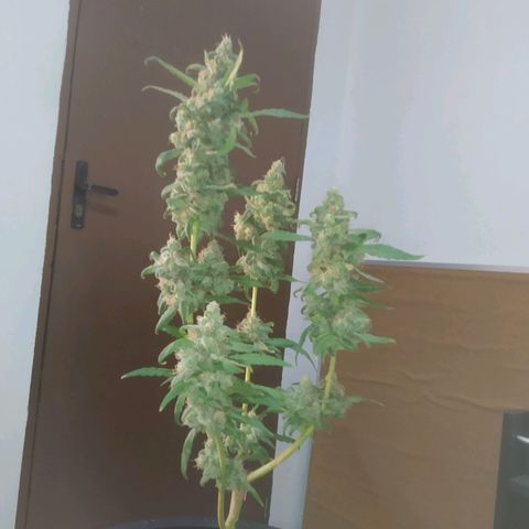 Primeira Prenseed growlog timeline photo