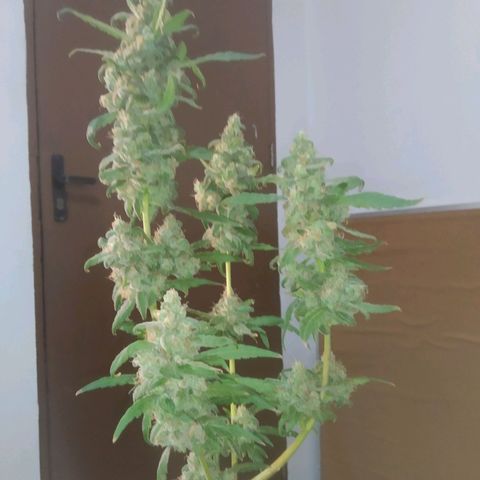 Primeira Prenseed growlog timeline photo