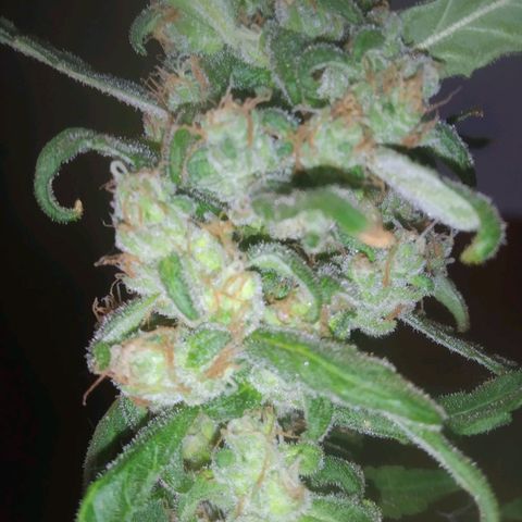 Primeira Prenseed growlog timeline photo