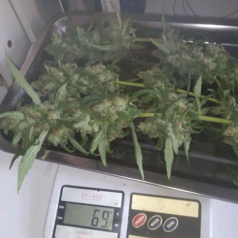 Primeira Prenseed growlog timeline photo