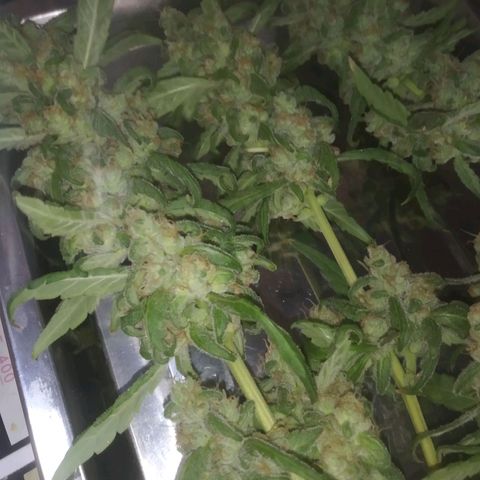 Primeira Prenseed growlog timeline photo