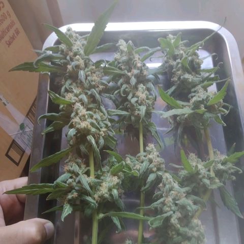 Primeira Prenseed growlog timeline photo