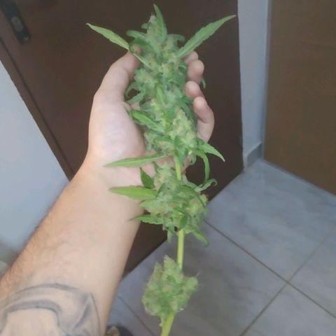 Primeira Prenseed growlog timeline photo