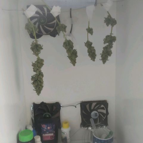 Primeira Prenseed growlog timeline photo