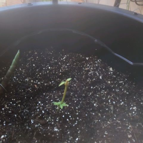 Prenseed clone 01 growlog photo: Gato FDP comeu 