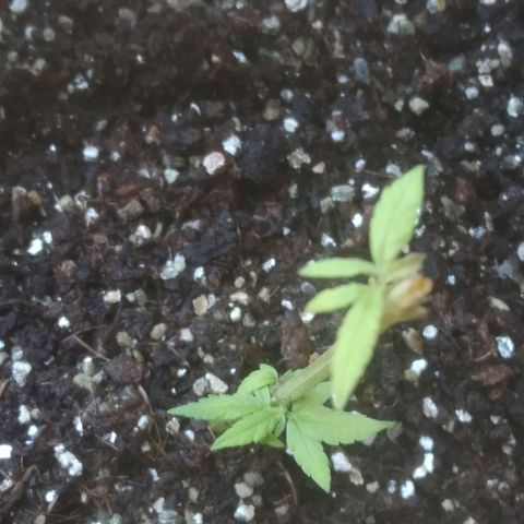 Prenseed clone 01 growlog photo: Gato FDP comeu 