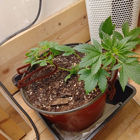 Sha' miracle growlog timeline photo