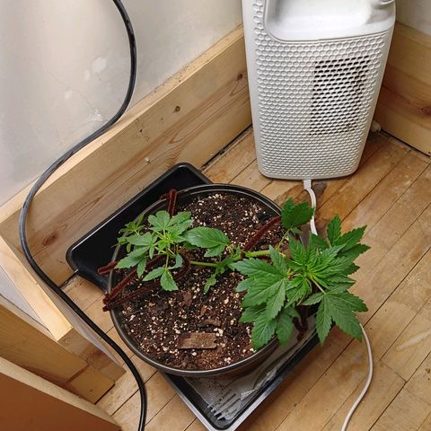Sha' miracle growlog timeline photo