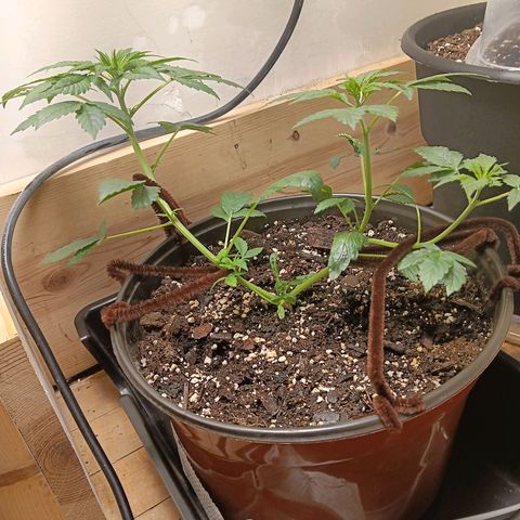 Sha' miracle growlog timeline photo