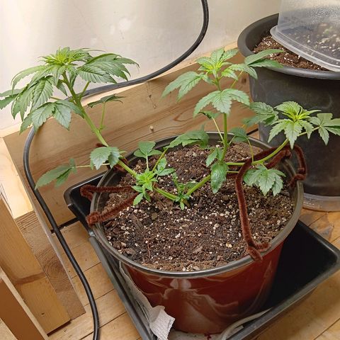 Sha' miracle growlog timeline photo