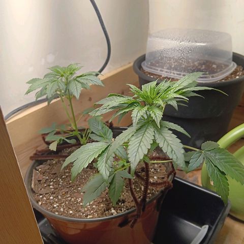 Sha' miracle growlog timeline photo