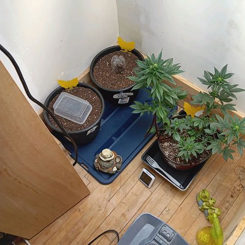 Sha' miracle growlog timeline photo
