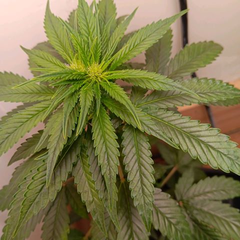 Sha' miracle growlog timeline photo